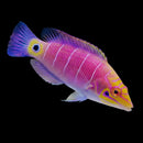 Mystery Wrasse (Pseudocheilinus ocellatus)