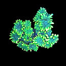RF Glow Stick - WYSIWYG F5