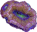 RF Treasure Chest Acan Bowerbanki - 2 Heads