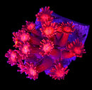 WWC Cherry Red- WYSIWYG C8