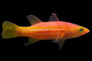African Reef Basslet
 
 Liopropoma africanum