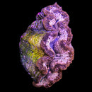 Golden Lavender Giant Clam (Tridacna sp.) - RW3 Medium