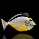 Indian Naso Tang (Naso literatus)