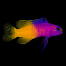 Royal Gramma (Gramma loreto)