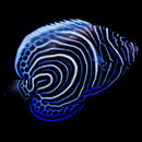 Juvenile Emperor Angelfish - Pomacanthus imperator