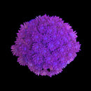 RF Goniopora - WYSIWYG I7