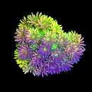 RF Goniopora - WYSIWYG Q5