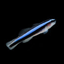 Neon Goby — Elacatinus oceanops