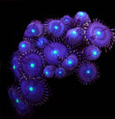 RF Bee Keeper - 3 Polyps