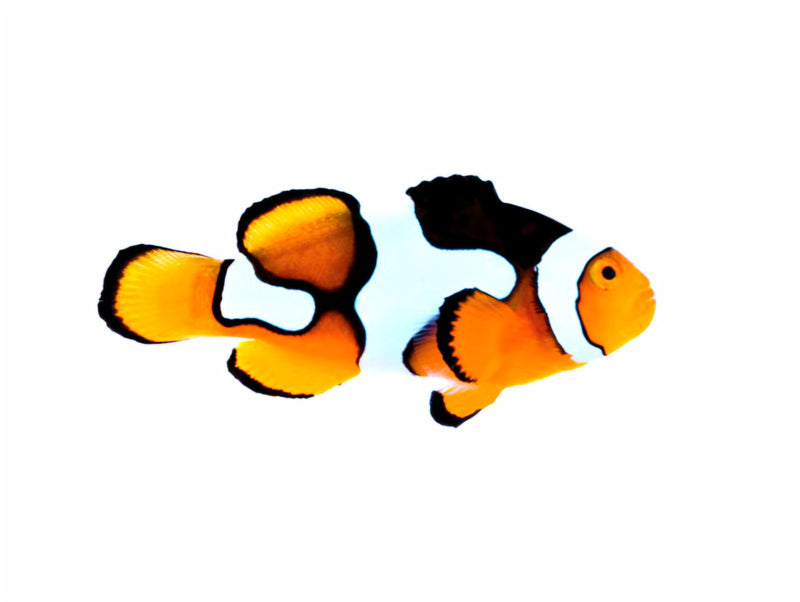 Picasso Clownfish Amphiprion ocellaris
