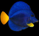 Purple Tang (Zebrasoma xanthurum) Red Sea - Jumbo
