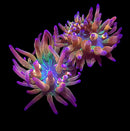 Rainbow Inferno Bubble Tip Anemone