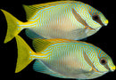 Scribbled Rabbitfish - Siganus doliatus