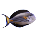 Sohal Tang (Acanthurus sohal)