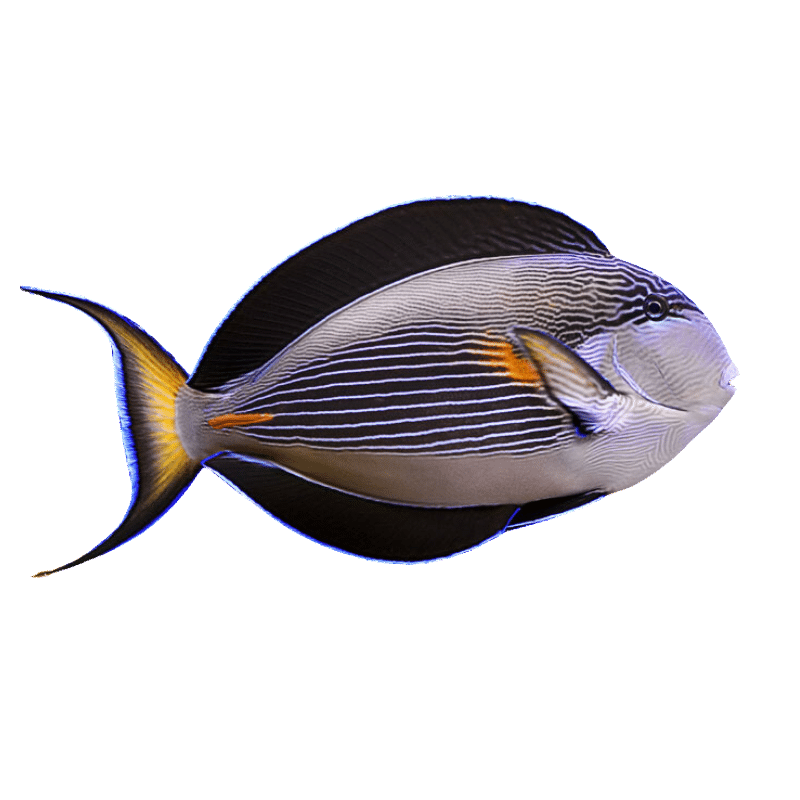 Sohal Tang Acanthurus sohal