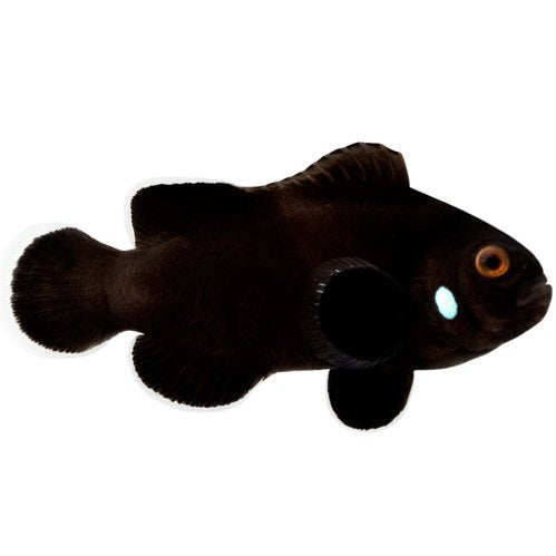 Domino Clownfish Amphiprion ocellaris