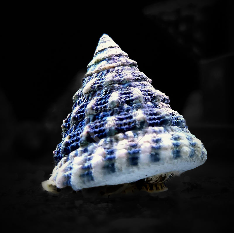 Turbo Snail Turbo fenestratus