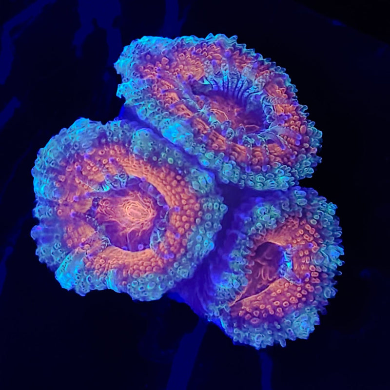 QCC Frosted Skirt Acan Lord