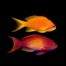 Orange Basslet/Blue Eye Anthias
 
 Pseudanthias squamipinnis