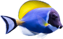 Powder Blue Tang - Acanthurus leucosternon (Large)