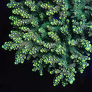 RF Acid Rain 3cm Frag