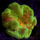 RF Lava Rift Anemone