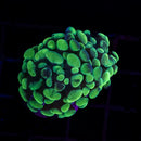 Toxic Splatter Branching Hammer (Euphyllia paraancora) - WYSIWYG