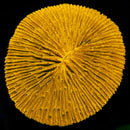 RF Sunset Core Fungia - (WYSIWYG)