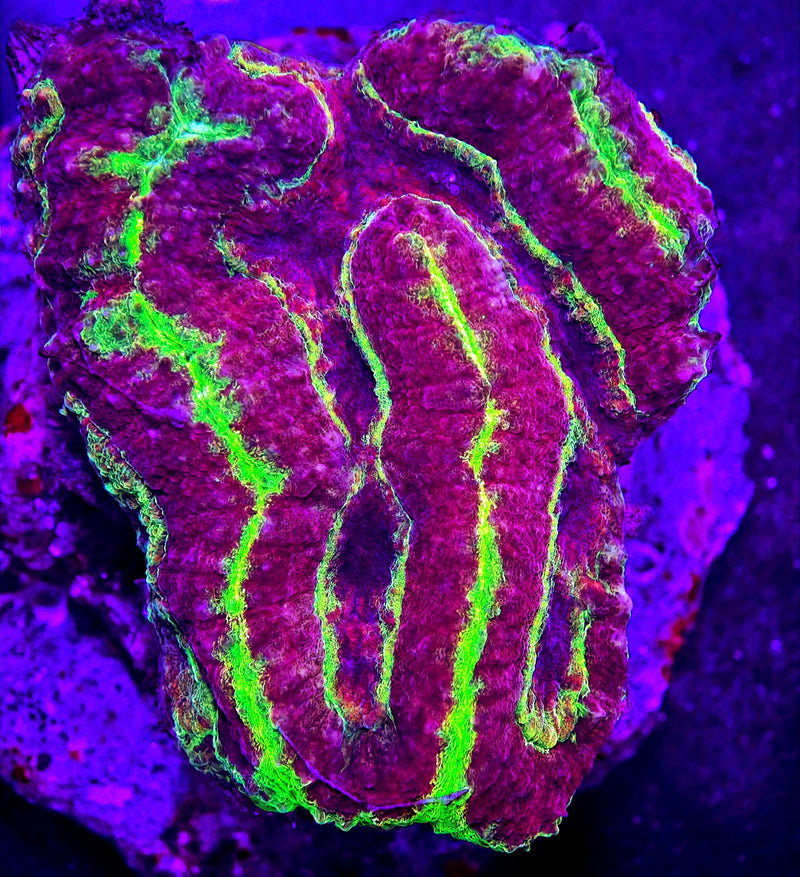 Lobophyllia