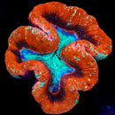 Trachyphillia geoffroyi (WYSIWYG)