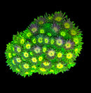RF Goniopora - WYSIWYG S10