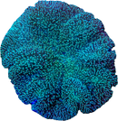 RF Tickler Toadstool Leather (Sarcophyton glaucum)
