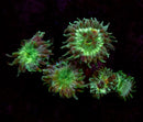 RF Frostbite Palythoa 5 Polyps