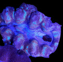 Tridacna Crocea (WYSIWYG)