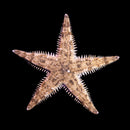 Sand Shifting Starfish (Archaster typicus)