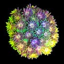 RF Goniopora - WYSIWYG U9