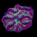 RF Ruby Rift Lobophyllia