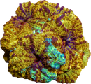 RF Nebula Boom Acan Bowerbanki -  2 Heads