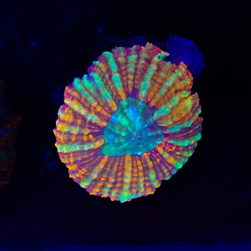 Scolymia Vitiensis