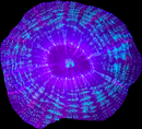 RF Indophyllia