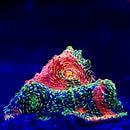 Rainbow Flamethrower Chalice