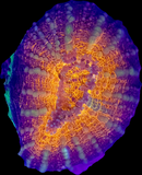 RF Molten Lobophyllia
