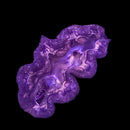 Maxima Giant Clam (Tridacna maxima) - DL Small