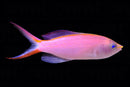 Princess / Smith's Anthias (Pseudanthias smithvanizi)