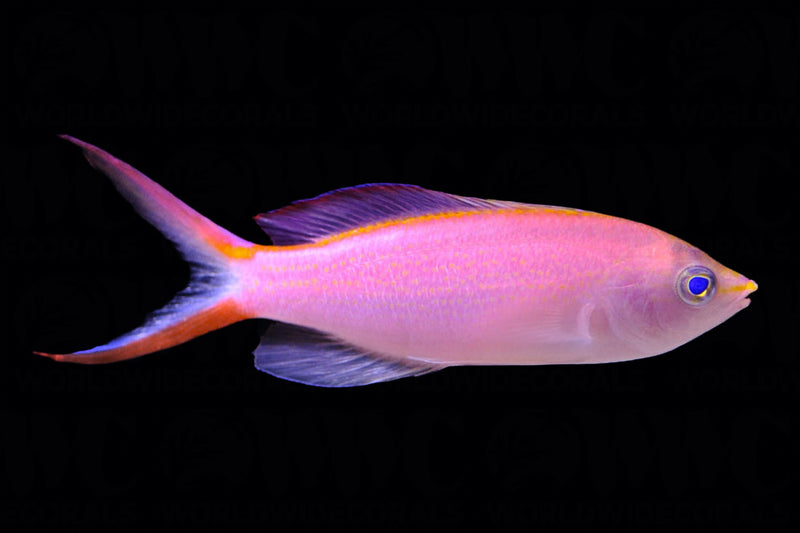 Princess / Smith's Anthias (Pseudanthias smithvanizi)