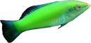 Pastel Green Wrasse / Green Coris (Halichoeres chloropterus)