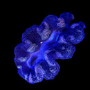 Tridacna Crocea (WYSIWYG)