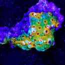 JF Fascination Favia