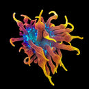 RF Colorado Sunburst Bubble Tip Anemone