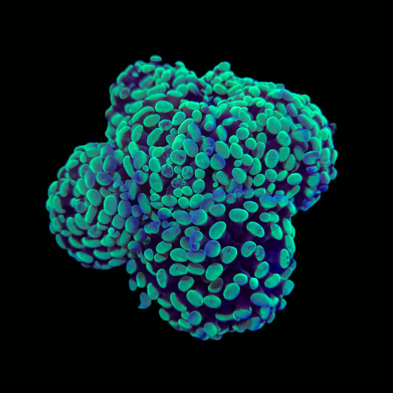 Toxic Splatter Branching Hammer (Euphyllia paraancora) - WYSIWYG